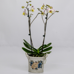 עציץ סחלב 2 ענפים קוטר15--> שכפול(1)